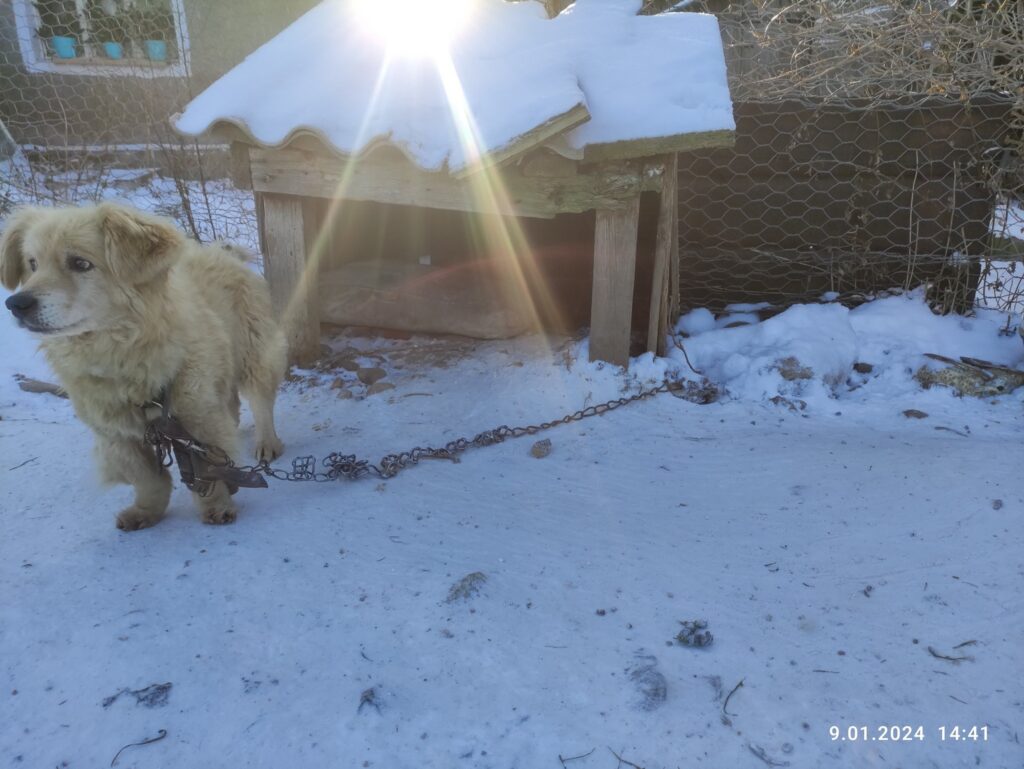 Straż miejska z Bystrzycy Kłodzkiej kontroluje gospodarstwa i nakłada mandaty za złe traktowanie zwierząt