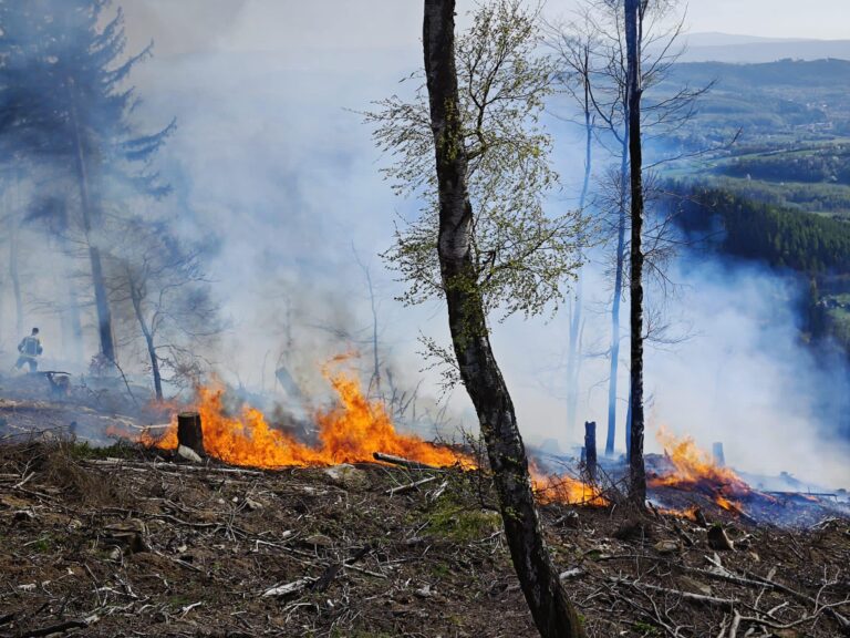 Pożar lasu na terenie Nadleśnictwa Jugów. Z ogniem walczy 14 zastępów straży pożarnej!