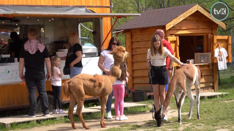 Alpaka Konradów zaprasza do odwiedzin