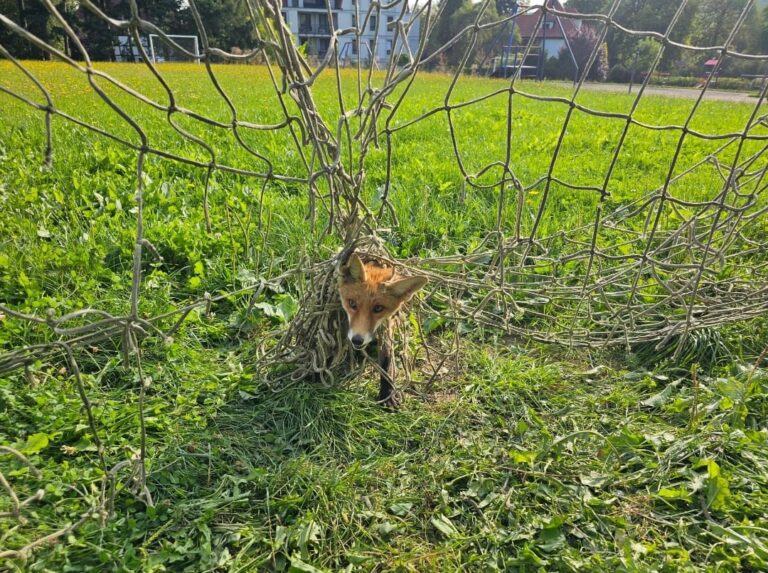 Lis zaplątał się w siatkę na boisku. Pomogli strażnicy miejscy z Polanicy-Zdroju