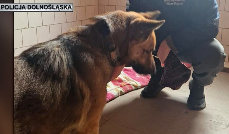 Kłodzko: 35-latek znęcał się nad psem. Został zatrzymany