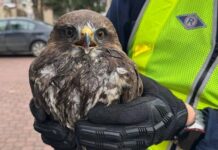 Ranny myszołów uratowany przez policjantów z kłodzkiej drogówki