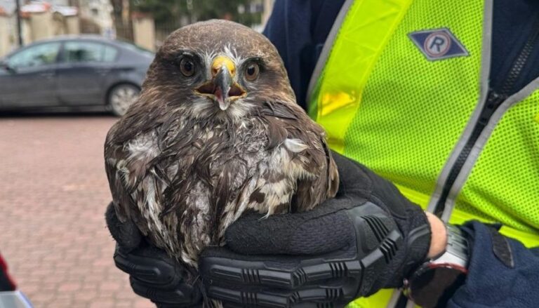 Ranny myszołów uratowany przez policjantów z kłodzkiej drogówki
