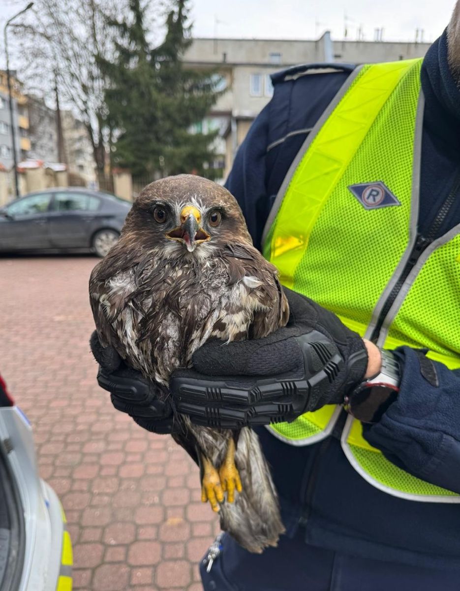 Ranny myszołów uratowany przez policjantów z kłodzkiej drogówki