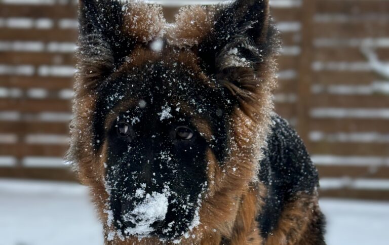 Zima to szczególnie trudny okres dla zwierząt. Właścicielu pamiętaj o swoich obowiązkach!