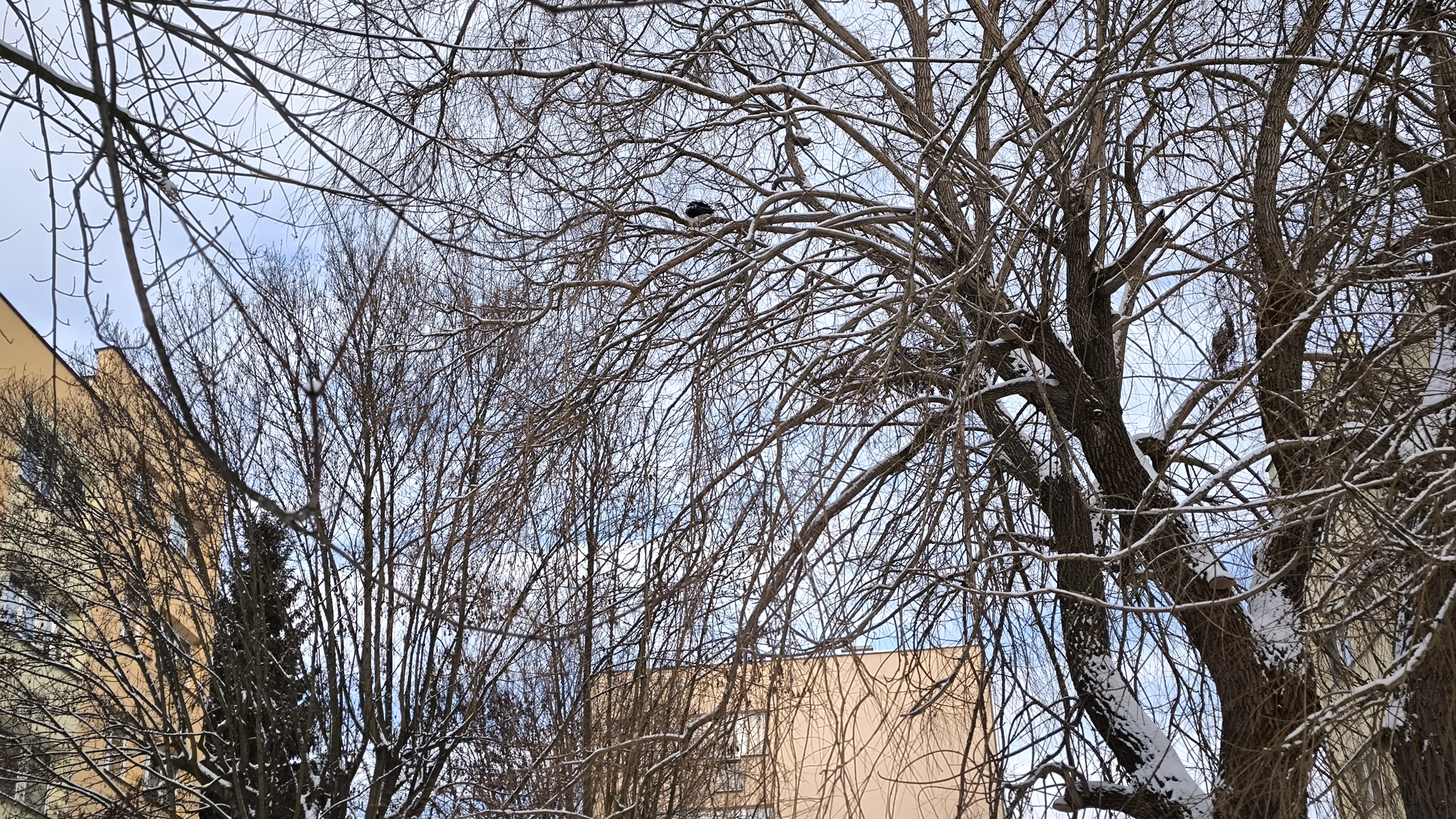 Nieuchwytny ibis przez cały czas na wolności. Egzotyczny ptak zadomowił się przy jednej z ulic w Kłodzku