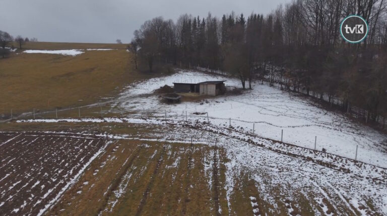 Atak wilków w Wilkanowie?