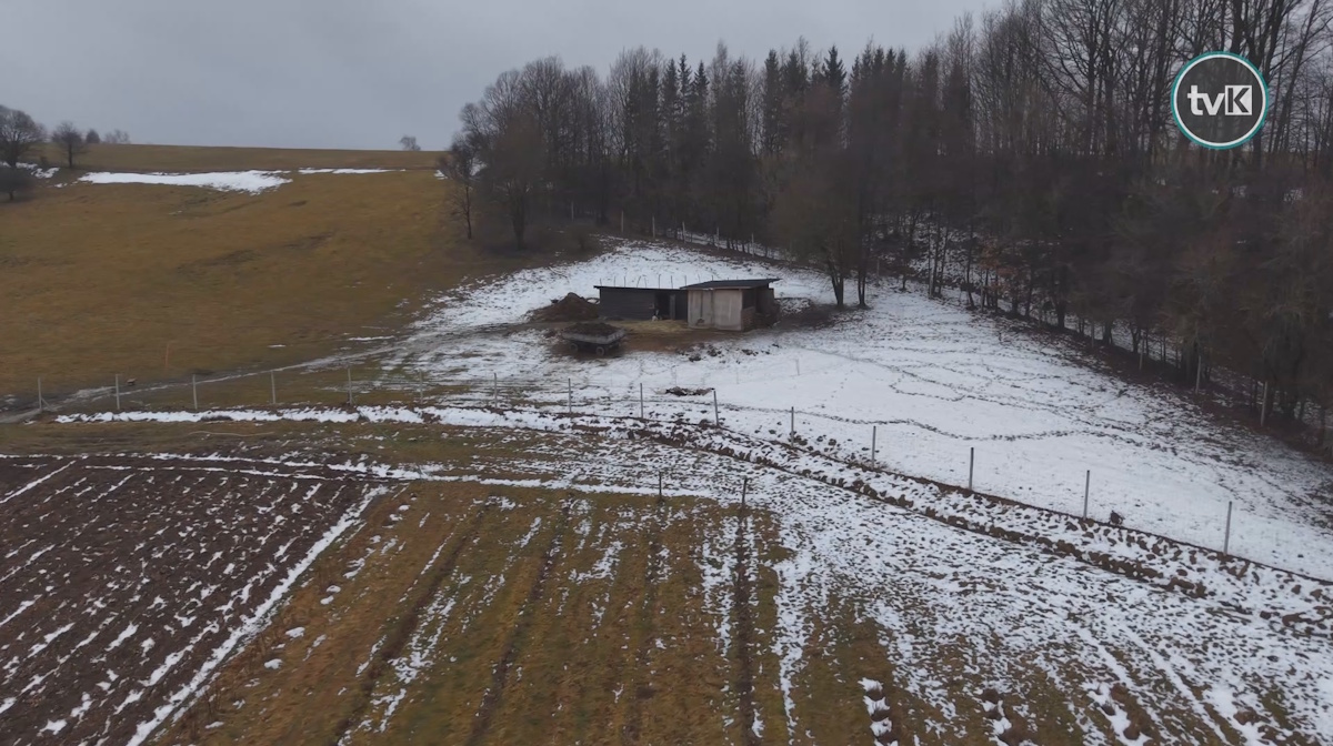 Atak wilków w Wilkanowie?