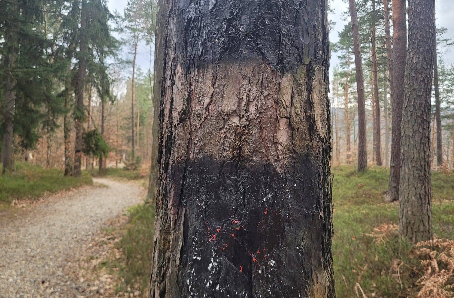 Akt wandalizmu na szlaku prowadzącym na Wzgórze Marii w Polanicy-Zdroju