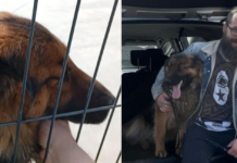 Niezwykła interwencja kłodzkiej drogówki. Policjant adoptował psa porzuconego przy ruchliwej drodze