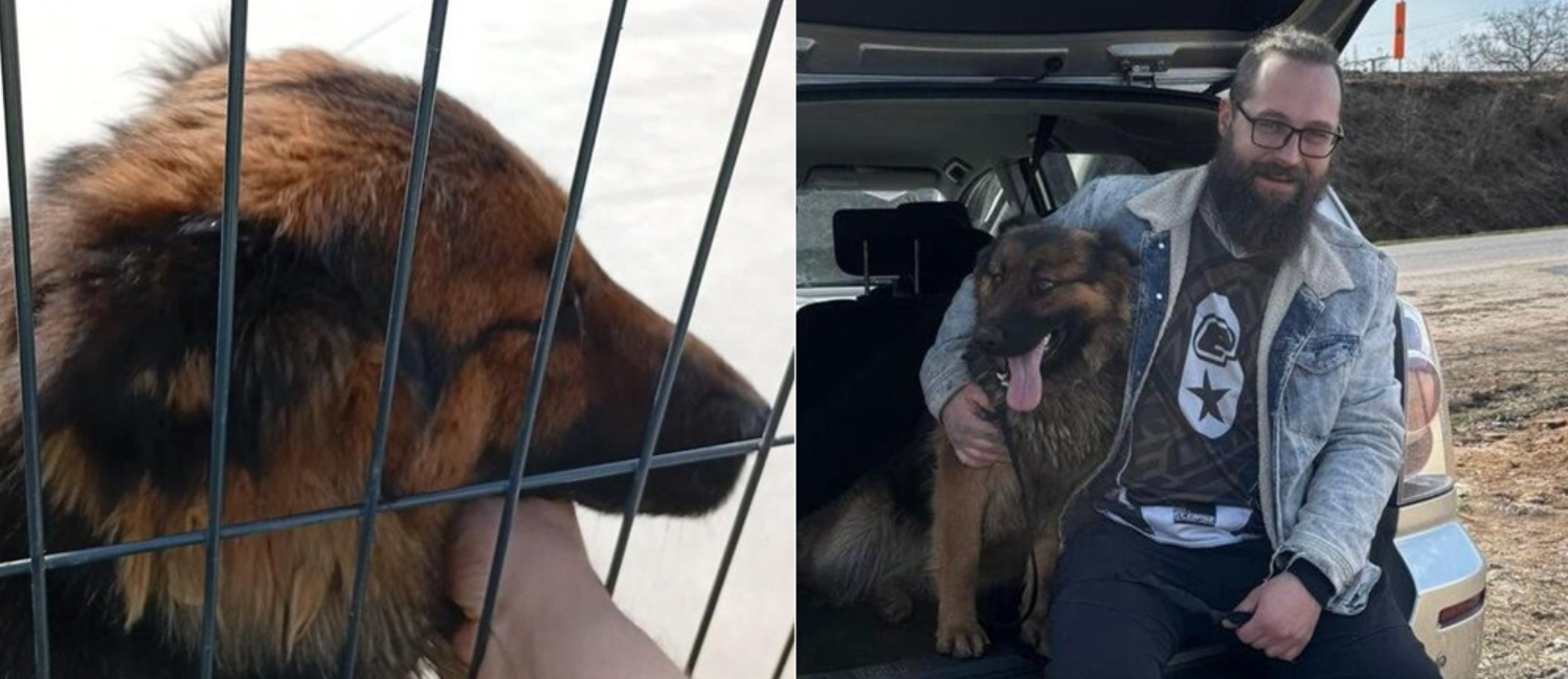 Niezwykła interwencja kłodzkiej drogówki. Policjant adoptował psa porzuconego przy ruchliwej drodze