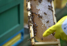 Pszczoły pod ochroną regionu. Kolejne wsparcie dla pszczelarzy