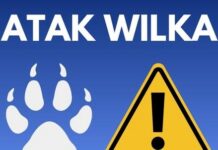Wilk zaatakował owce w Ludwikowicach Kłodzkich. Urząd gminy apeluje o ostrożność!