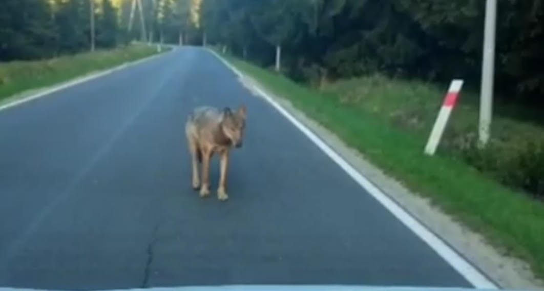 Niezwykłe spotkanie na drodze między Zieleńcem a Lasówką