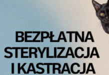 Bezpłatna sterylizacja i kastracja kotów wolno żyjących w gminie Lądek-Zdrój. Trwa akcja pomocowa