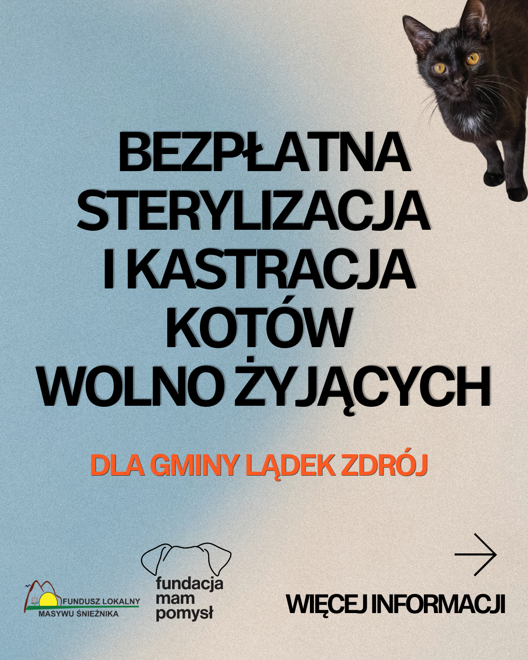 Bezpłatna sterylizacja i kastracja kotów wolno żyjących w gminie Lądek-Zdrój. Trwa akcja pomocowa