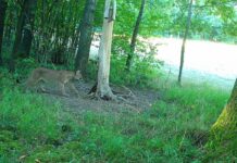 Puma w regionie? Jest zdjęcie z fotopułapki. Wcześniejsze ostrzeżenia nabierają nowego znaczenia