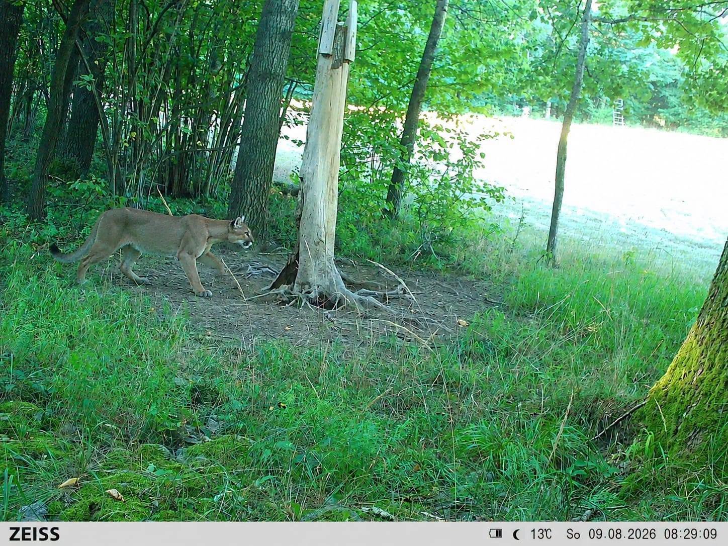Puma w regionie? Jest zdjęcie z fotopułapki. Wcześniejsze ostrzeżenia nabierają nowego znaczenia