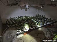 Ponad 600 krzewów konopi, marihuana i kokaina w piwnicy